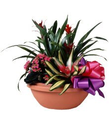 Live Bouquets - guaranteed to last ten times longer than cut flowers, or your money back!